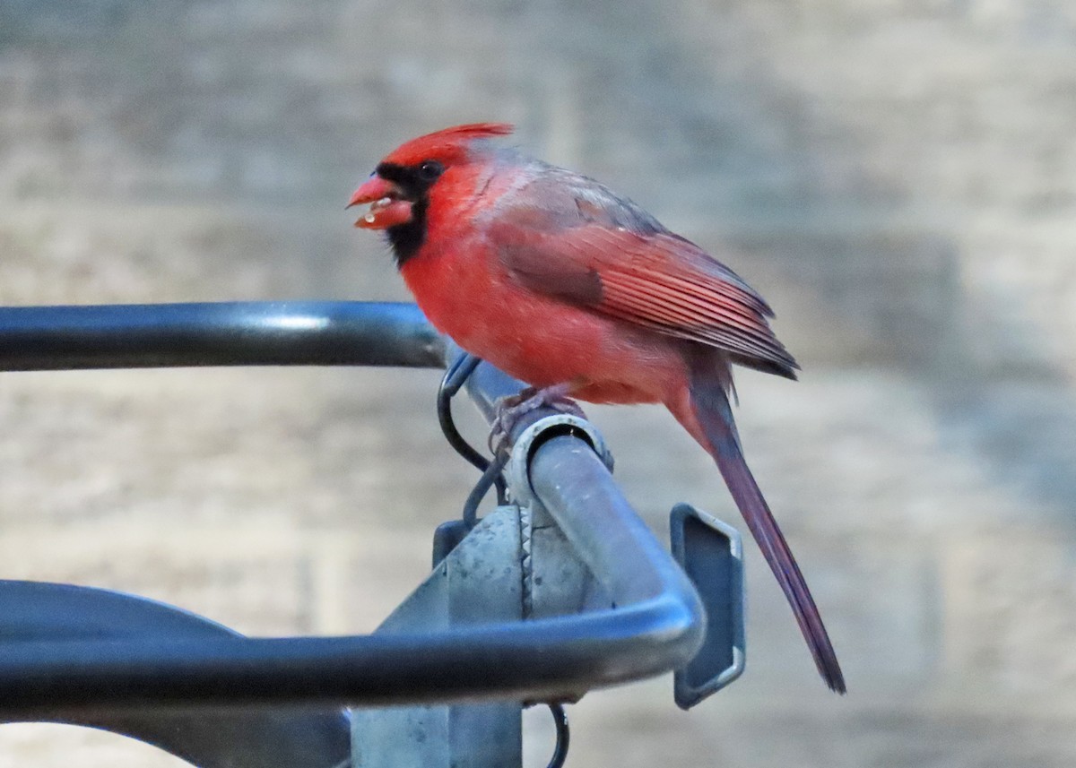 Northern Cardinal - ML627031242