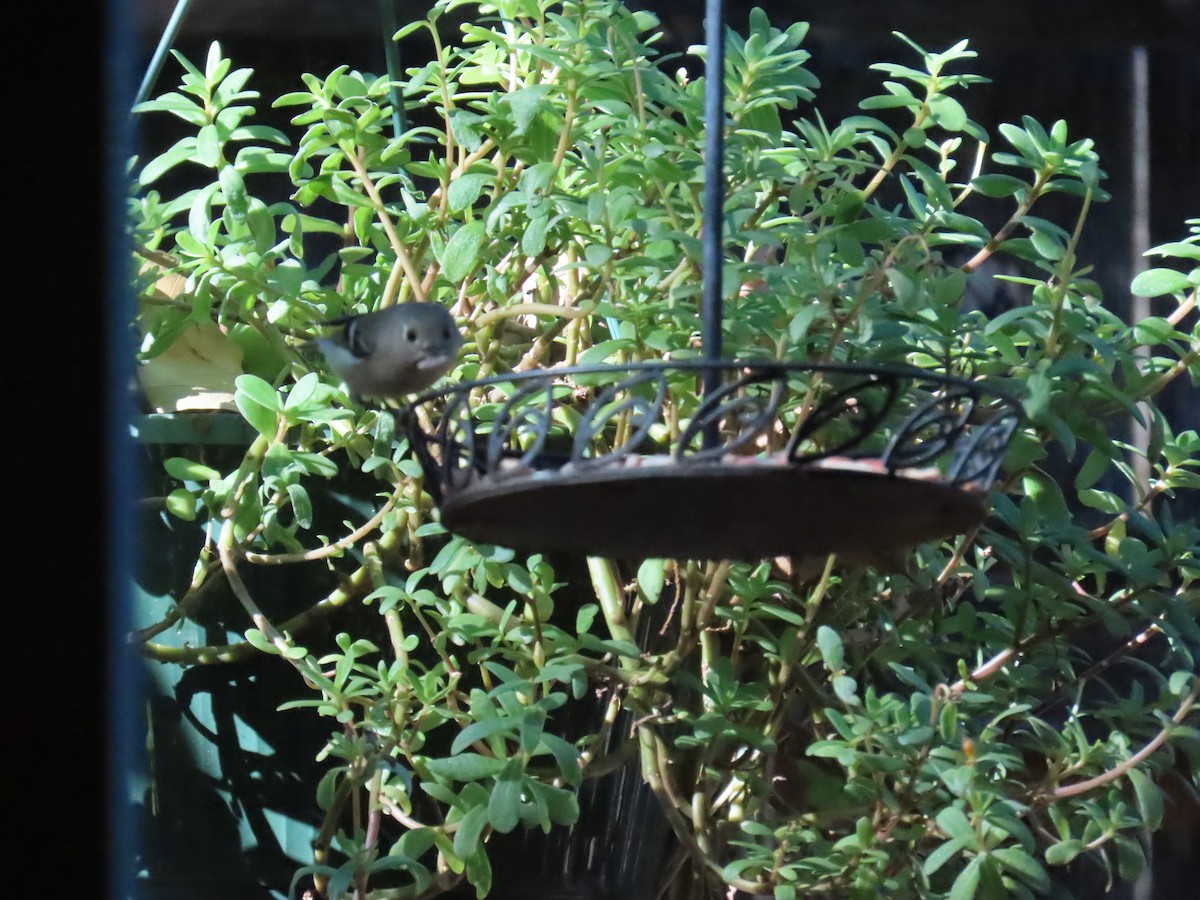 Ruby-crowned Kinglet - ML627031256