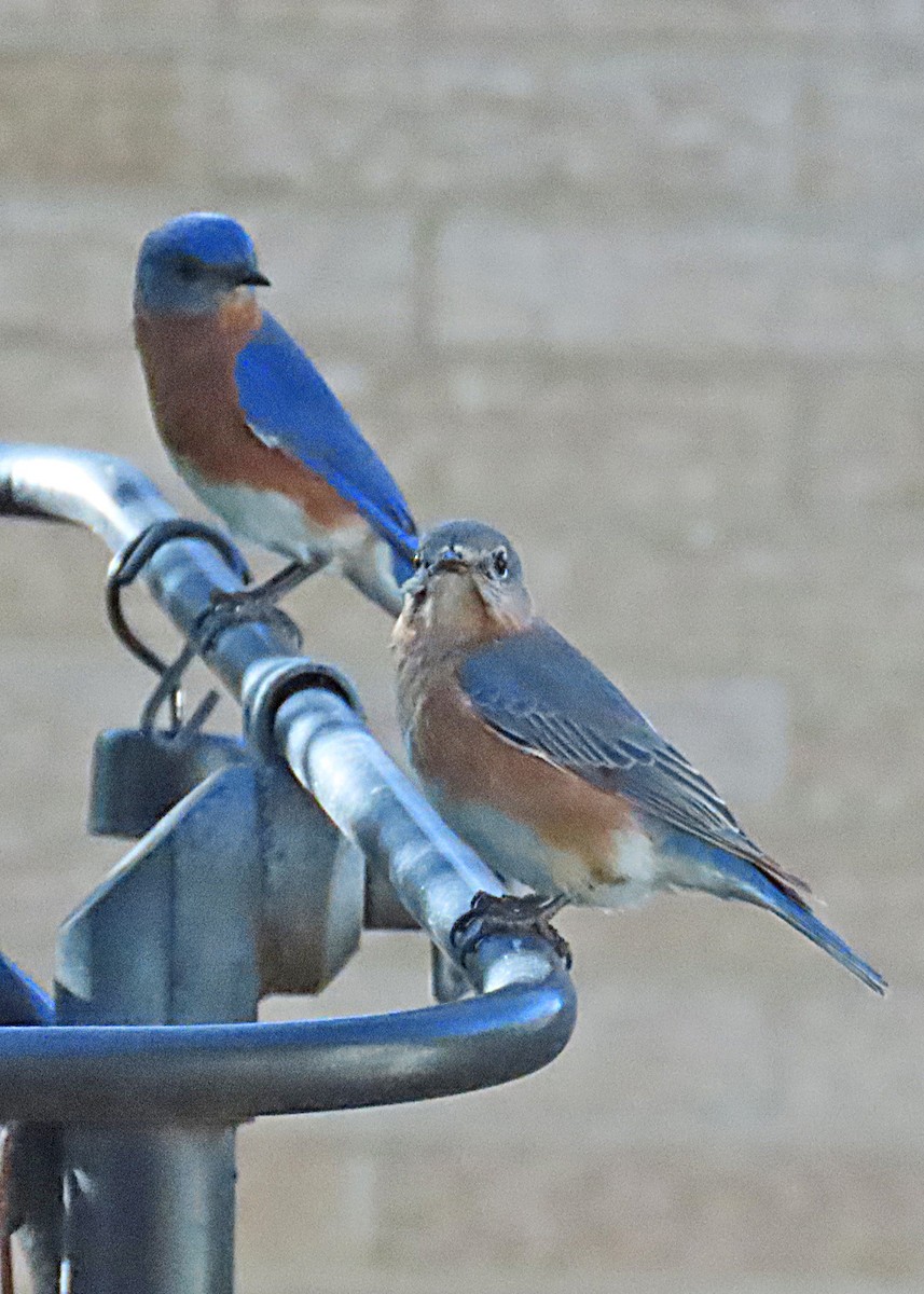 Eastern Bluebird - ML627031271