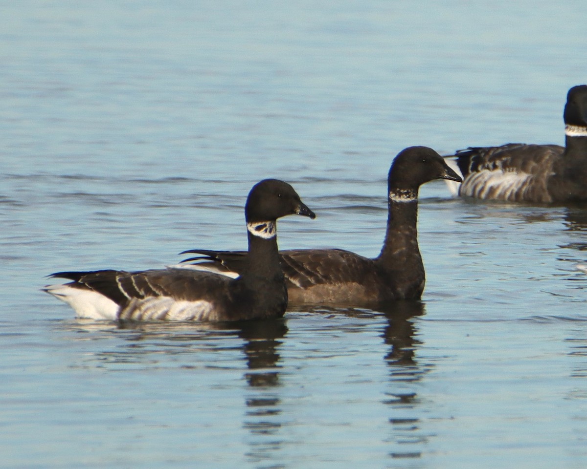 Brant - ML627031274