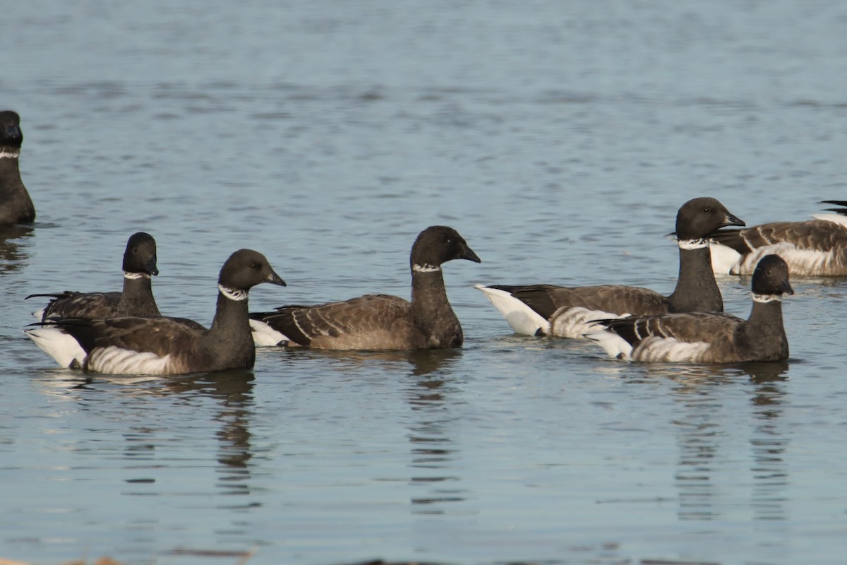 Brant - ML627031275