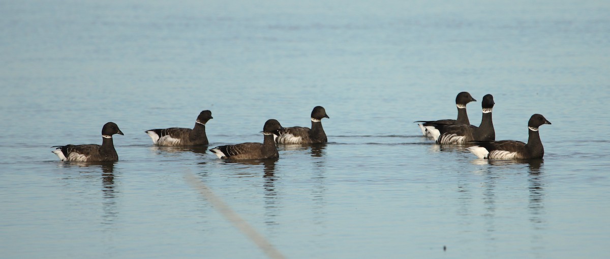 Brant - ML627031276