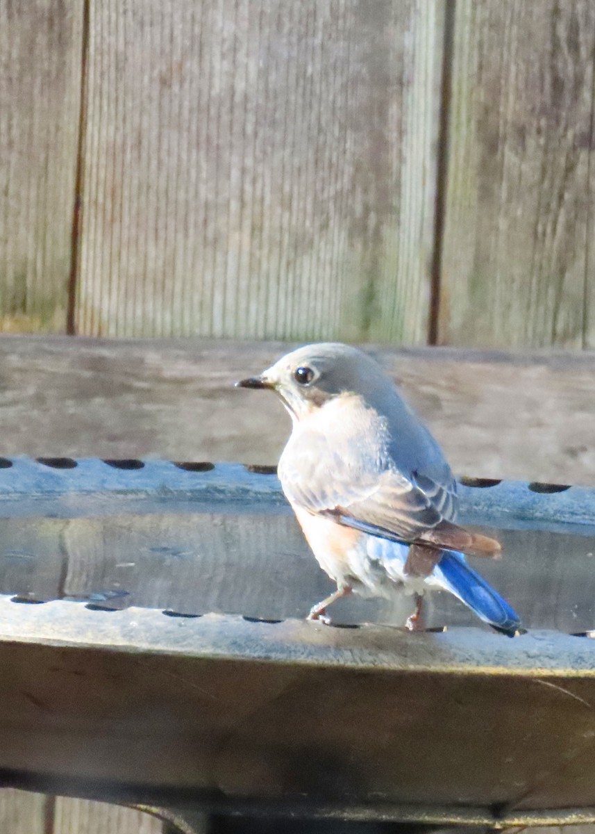 Eastern Bluebird - ML627031280