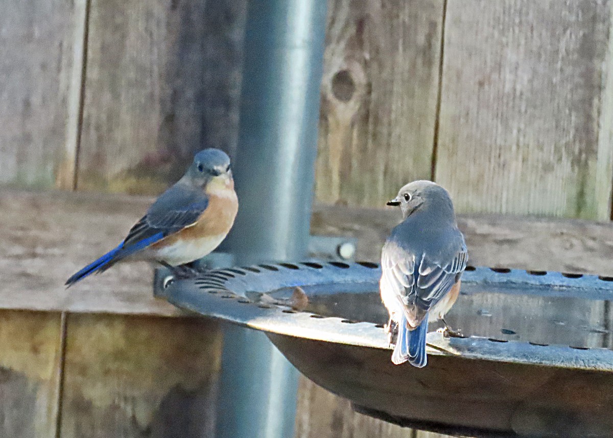 Eastern Bluebird - ML627031288