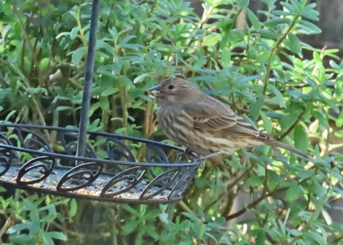 House Finch - ML627031310