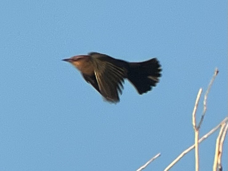 Rusty Blackbird - ML627031357