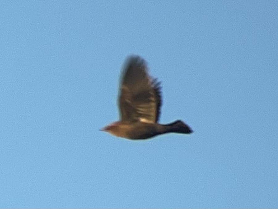 Rusty Blackbird - ML627031358