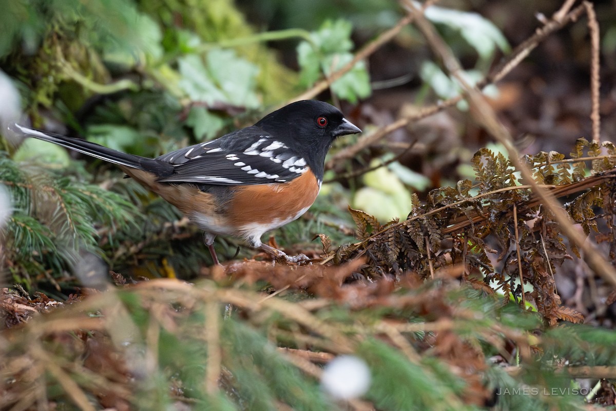 Spotted Towhee - ML627031372