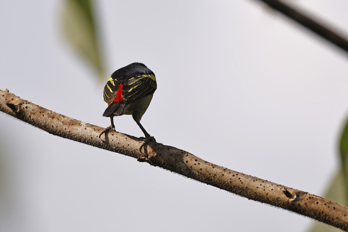 Red-rumped Tinkerbird - ML627031668