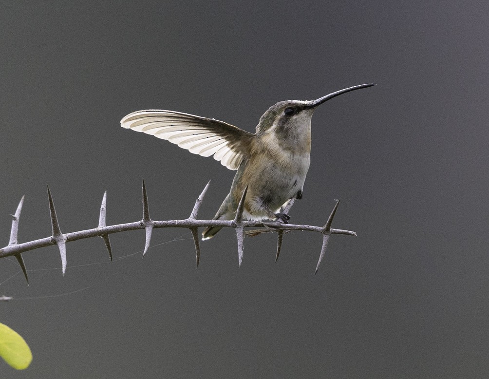 Beautiful Hummingbird - ML627031702