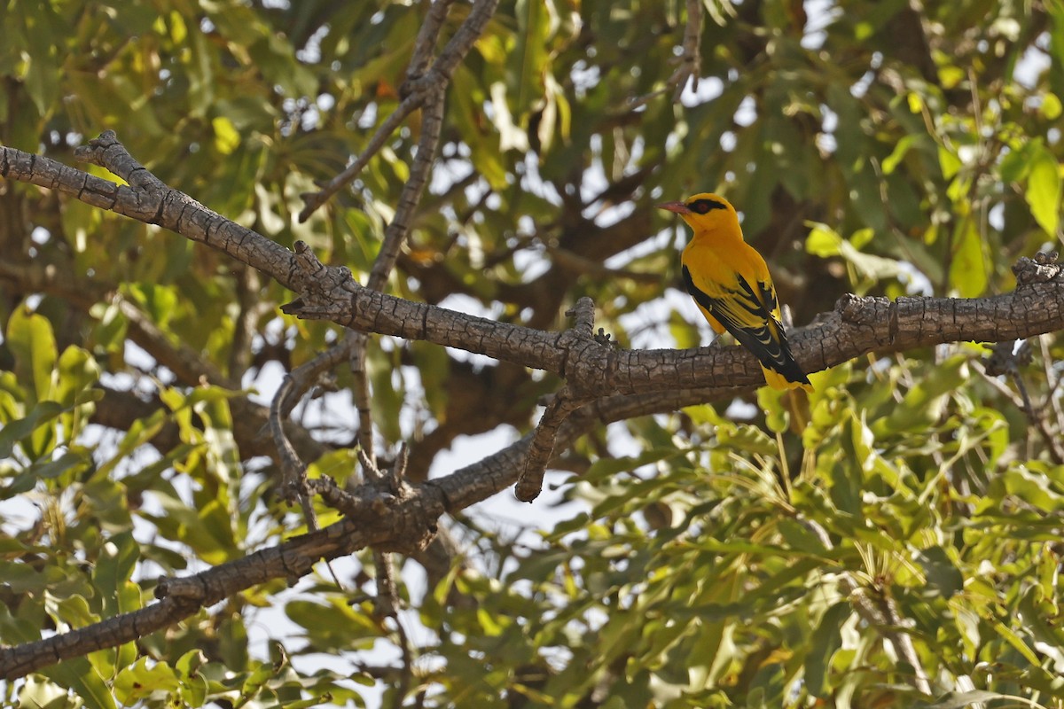 African Golden Oriole - ML627031963