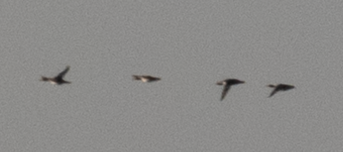 merganser sp. - ML627032054