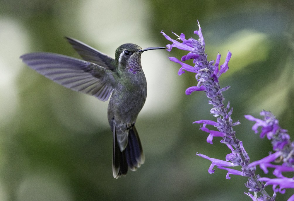 Amethyst-throated Mountain-gem - ML627032096