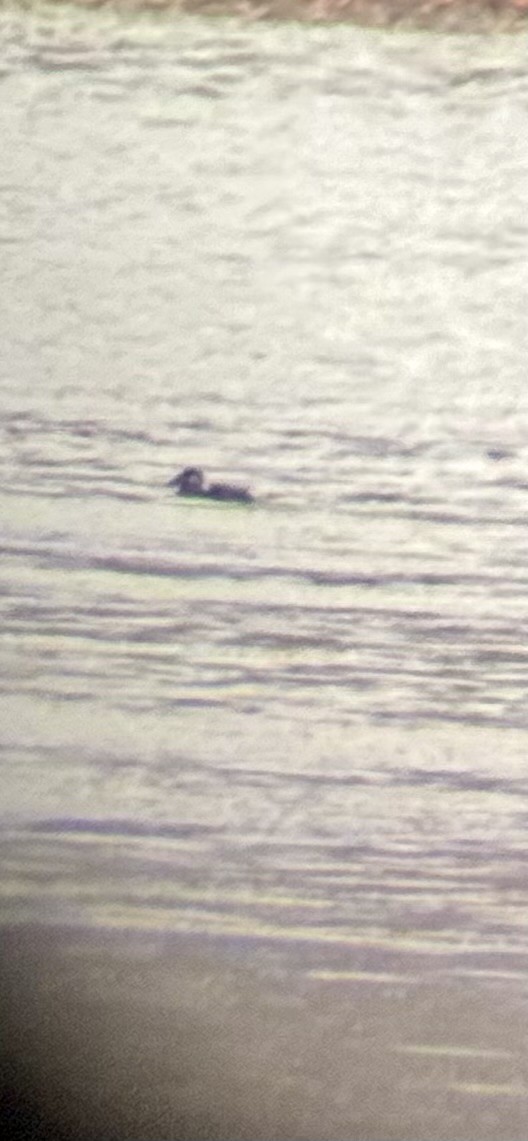 Surf Scoter - ML627032301