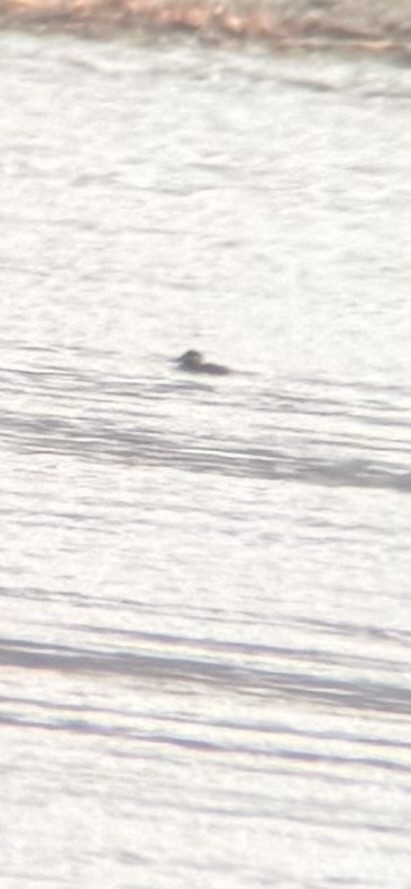 Surf Scoter - ML627032302