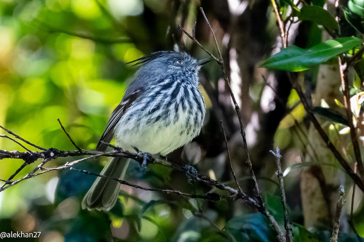 Juan Fernandez Tit-Tyrant - ML627032305