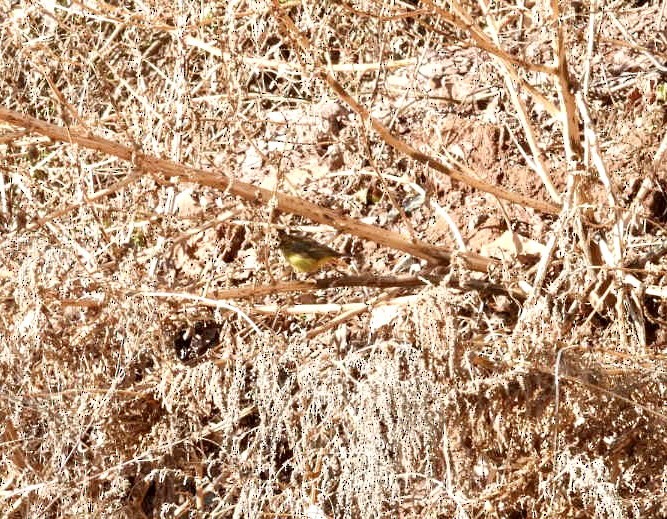 Palm Warbler - ML627032342