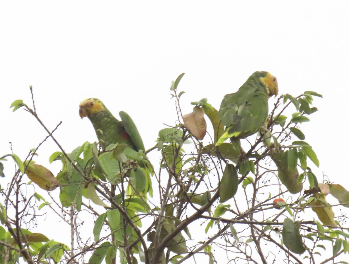 Yellow-faced Parrot - ML627032385