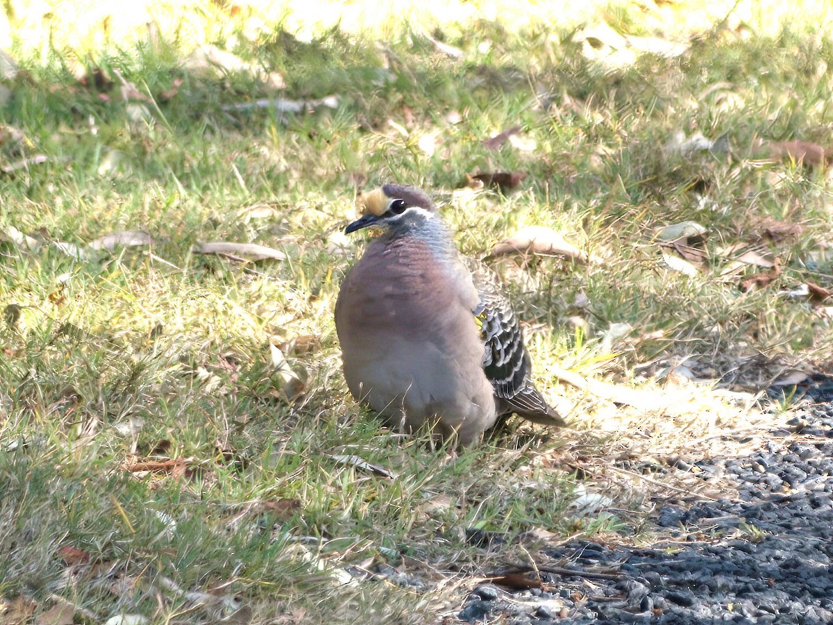 Common Bronzewing - ML627032425