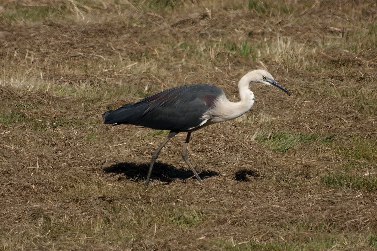 Pacific Heron - ML627032432