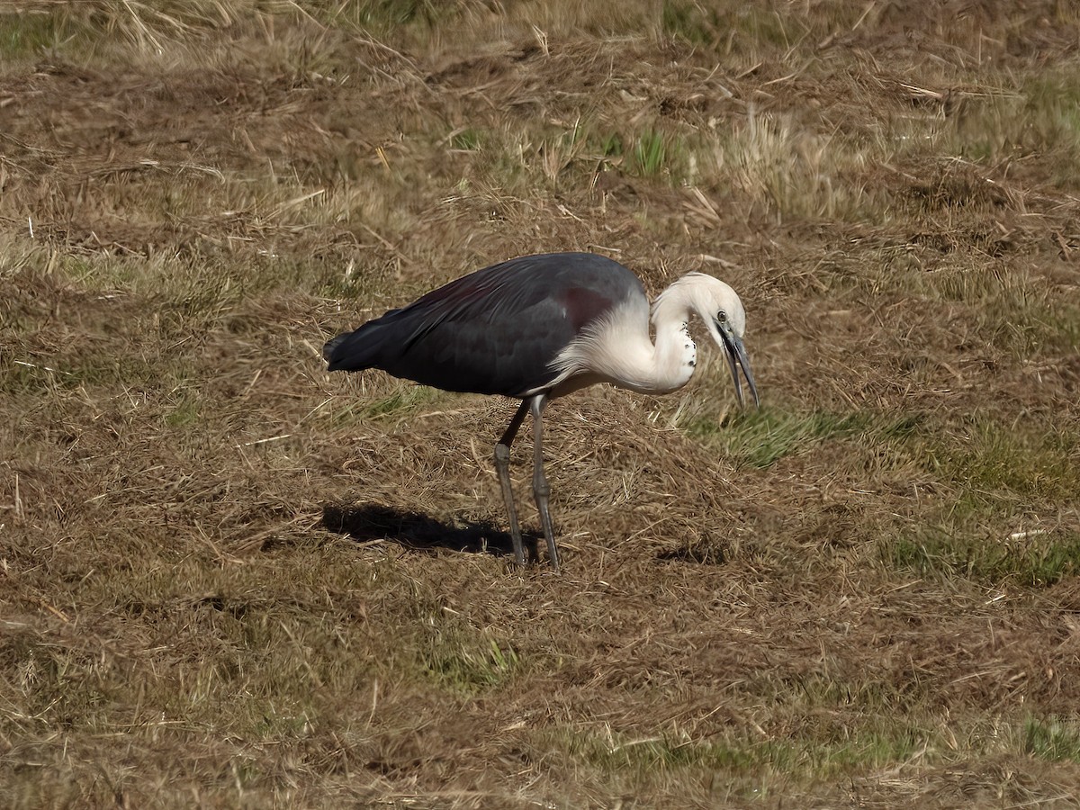 Pacific Heron - ML627032433