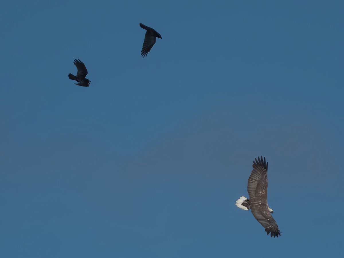 White-bellied Sea-Eagle - ML627032438