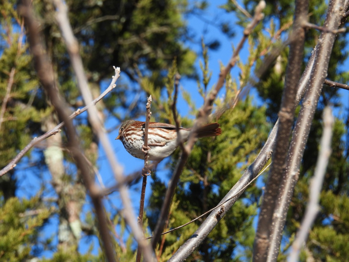 Fox Sparrow (Red) - ML627032445