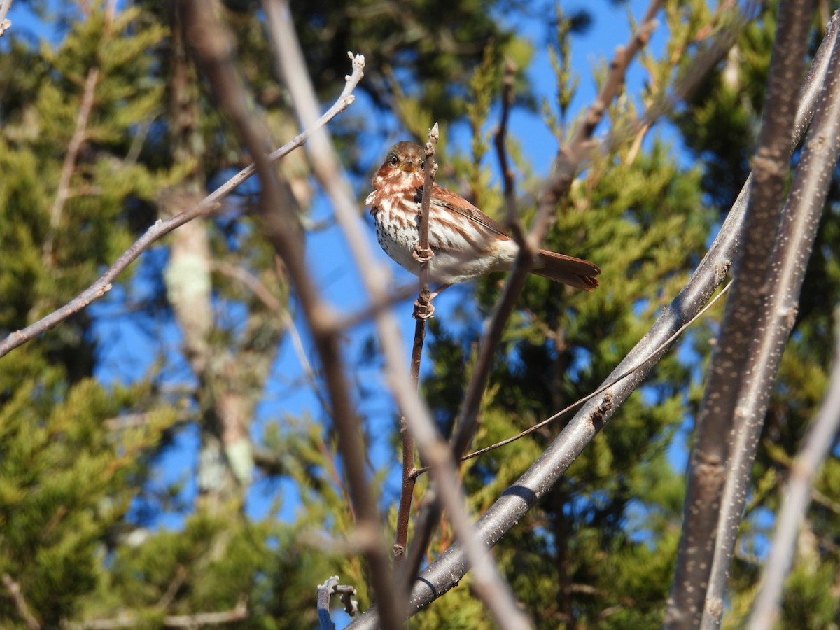 Fox Sparrow (Red) - ML627032446