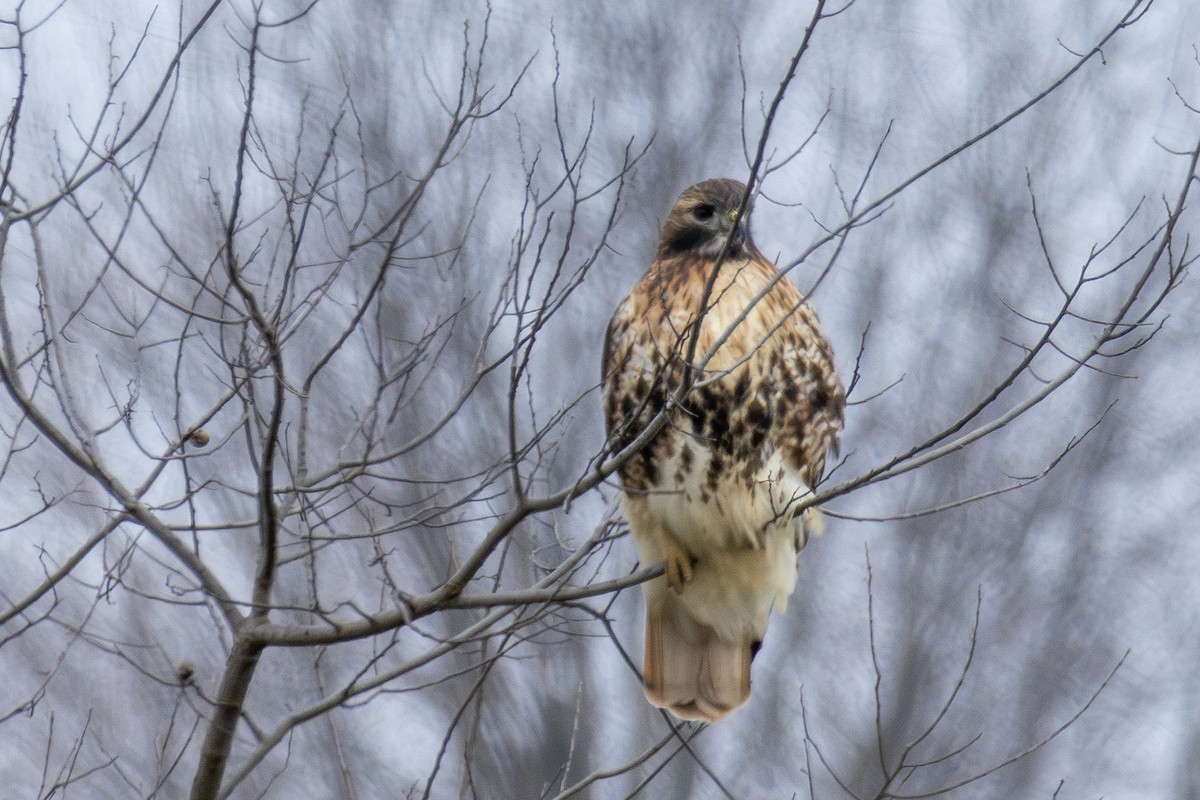 Red-tailed Hawk (abieticola) - ML627032669