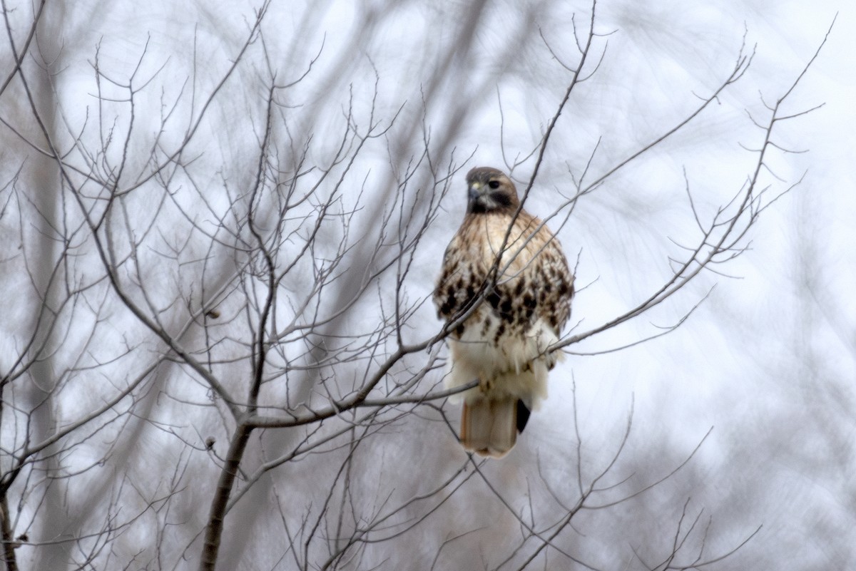 Red-tailed Hawk (abieticola) - ML627032670