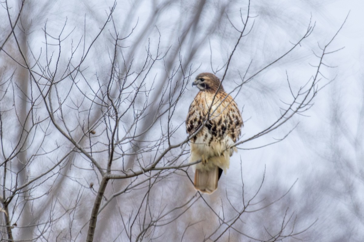 Red-tailed Hawk (abieticola) - ML627032671