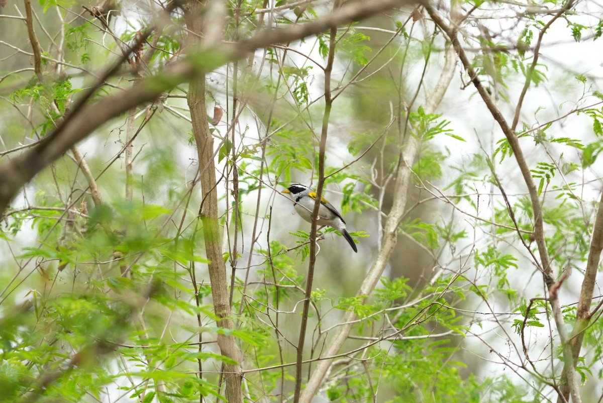 Moss-backed Sparrow - ML627032689