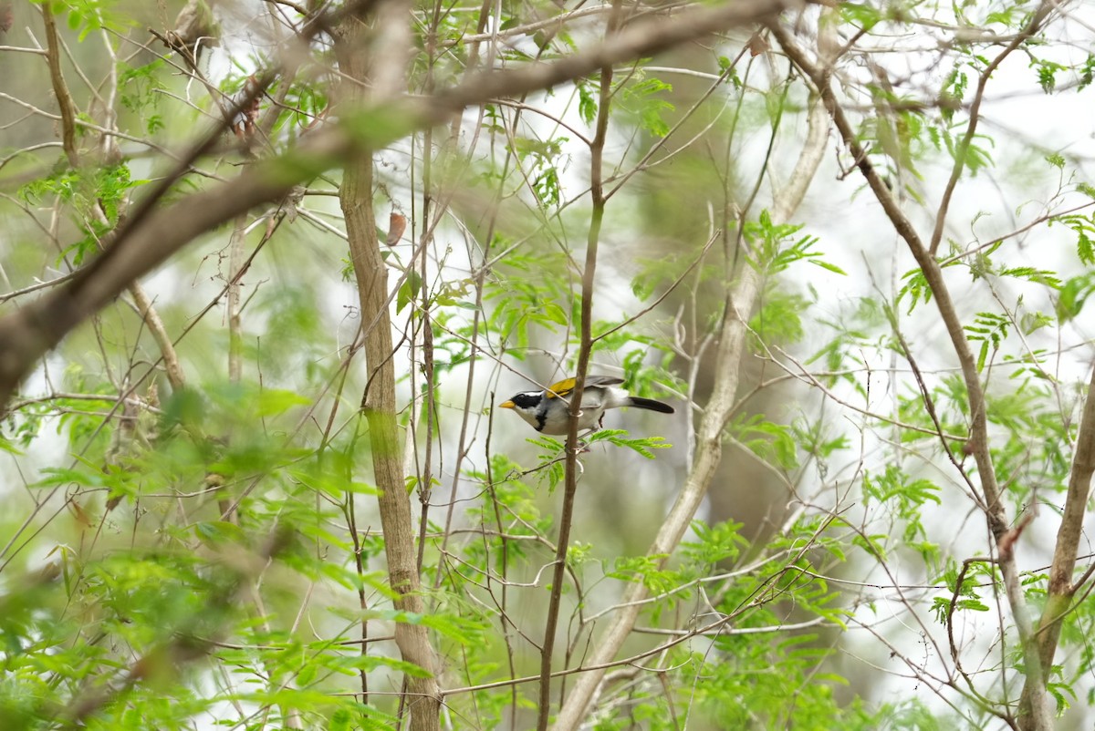 Moss-backed Sparrow - ML627032690