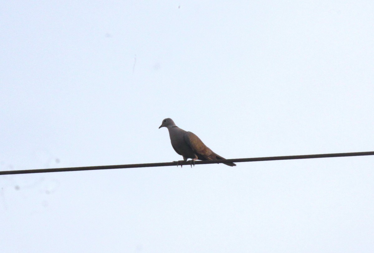 Eurasian Collared-Dove - ML627032731