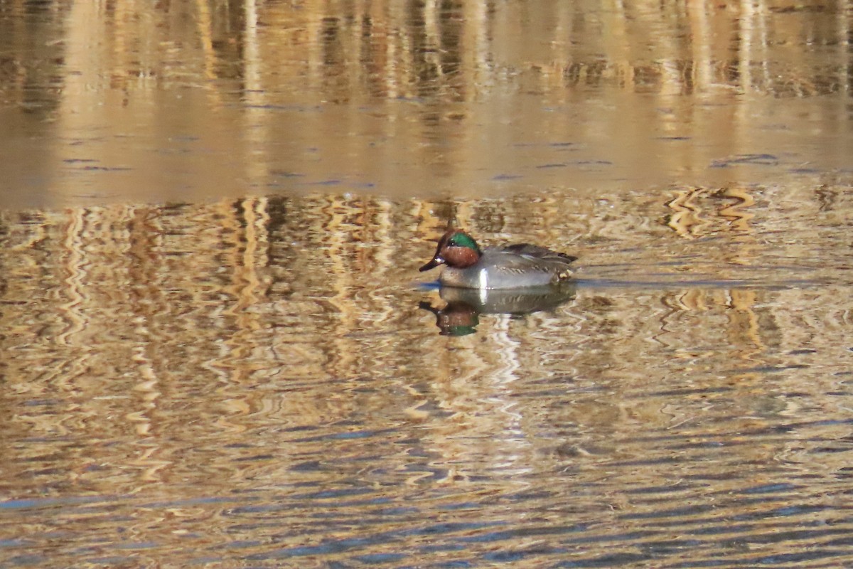 Green-winged Teal - ML627032855
