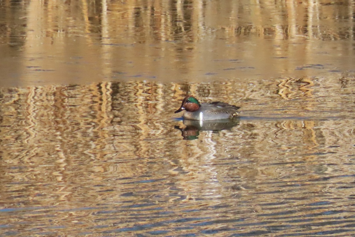 Green-winged Teal - ML627032855