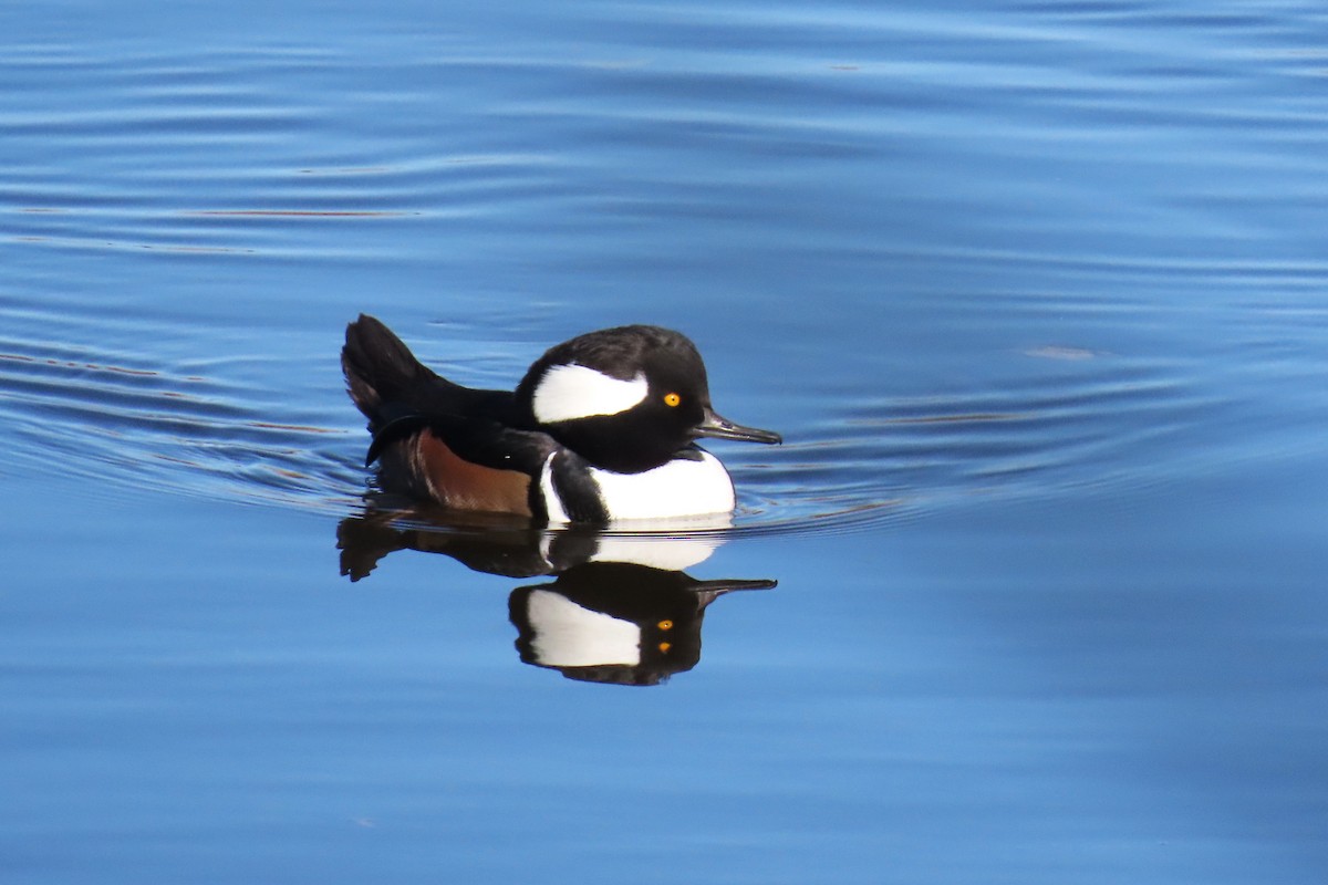 Hooded Merganser - ML627032875