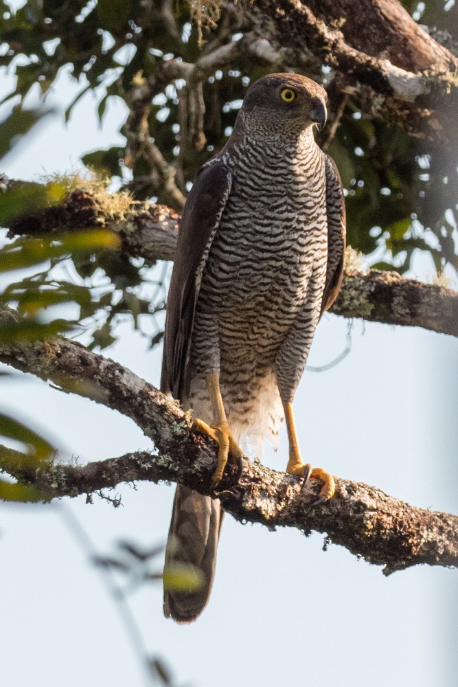 Henst's Goshawk - ML627032879