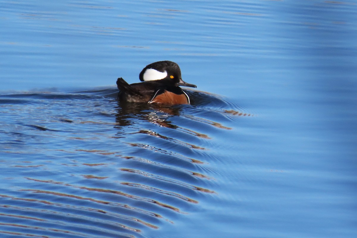 Hooded Merganser - ML627032898