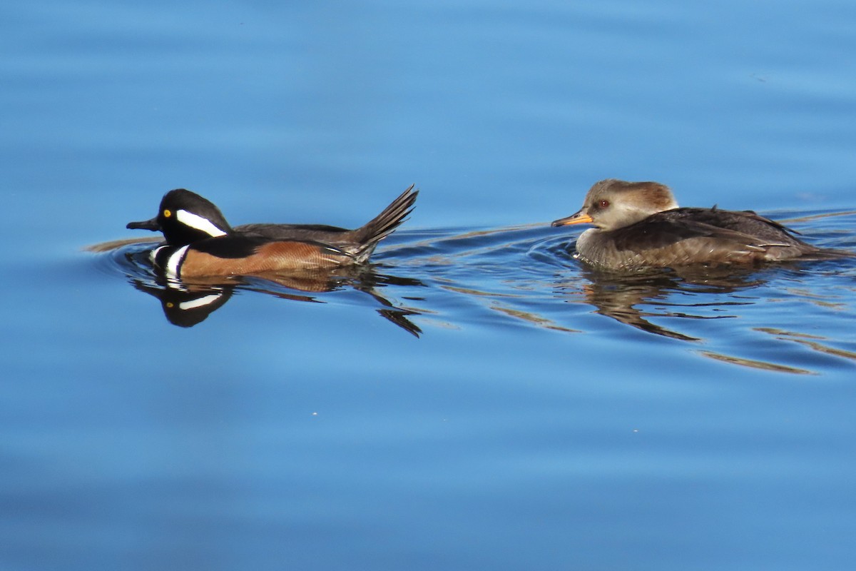 Hooded Merganser - ML627032914