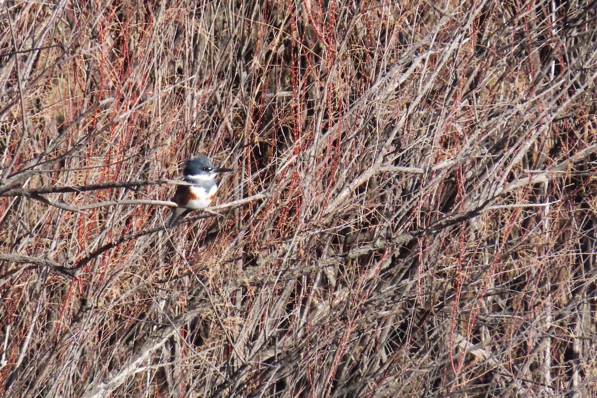 Belted Kingfisher - ML627032951