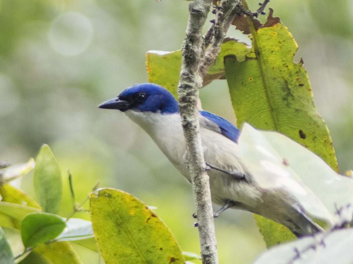 Madagascar Blue Vanga - ML627033085