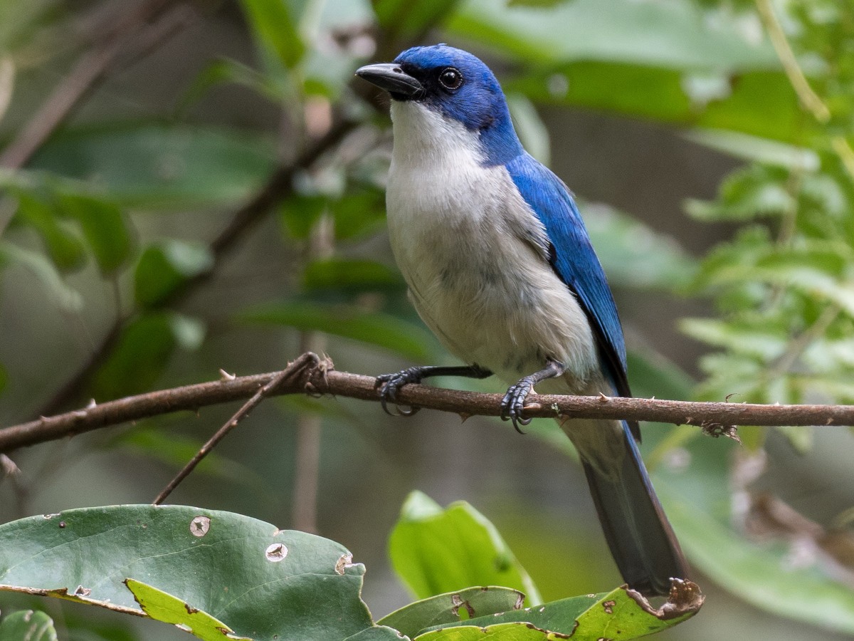 Madagascar Blue Vanga - ML627033106