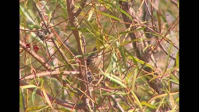 American Pipit - ML627033349