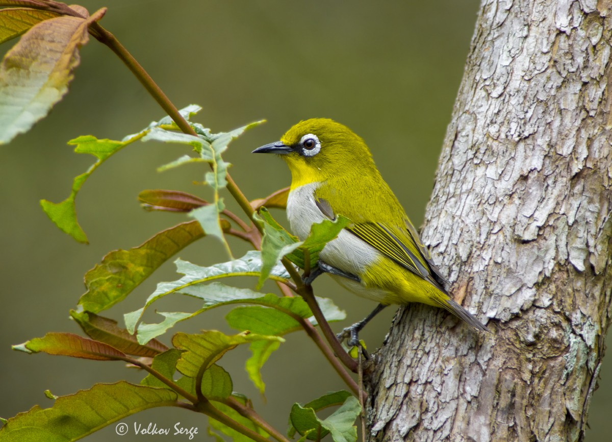Malagasy White-eye - ML627033523