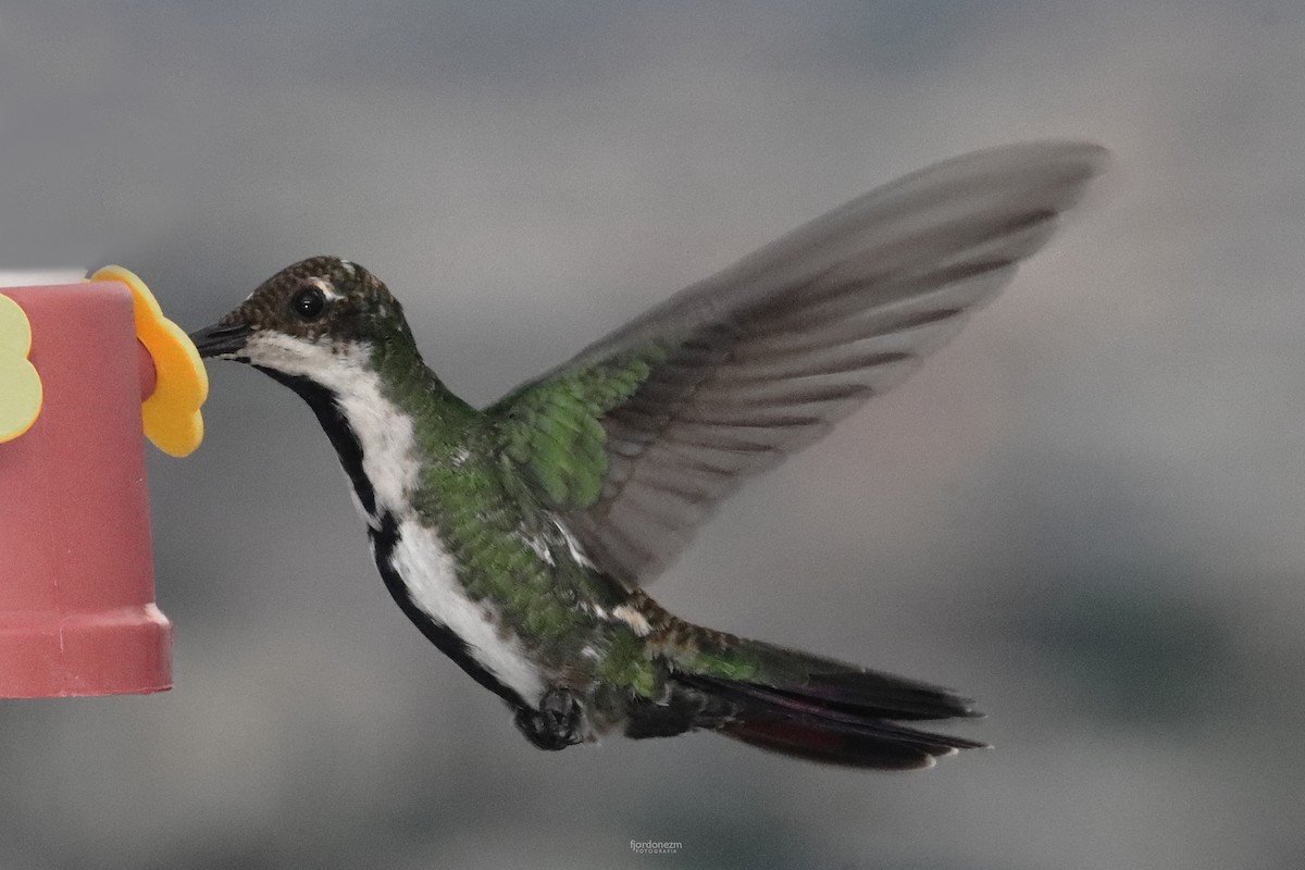 Black-throated Mango - ML627033694