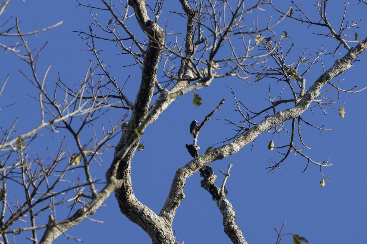Yellow-tufted Woodpecker - ML627034087