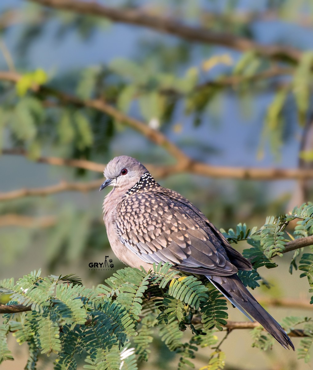 Spotted Dove - ML627034151