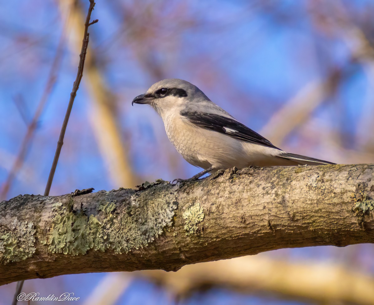 Northern Shrike - ML627034183