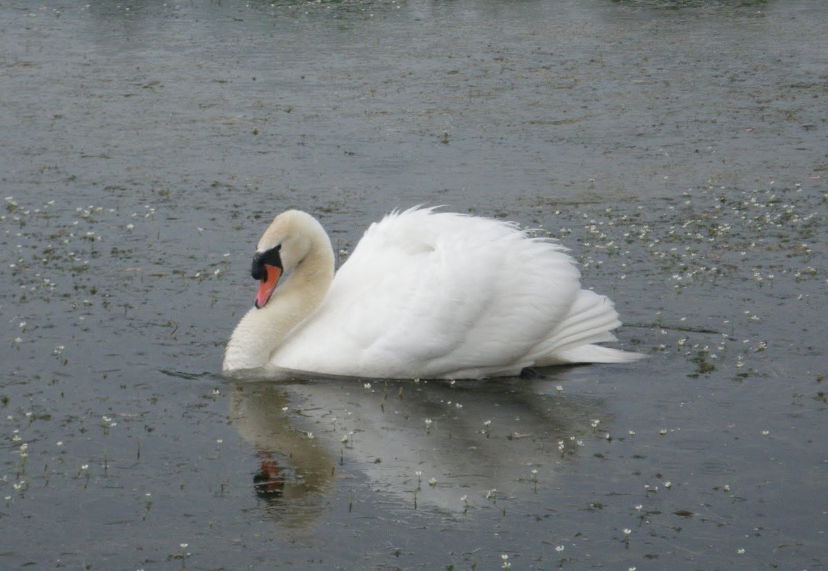 Mute Swan - ML627034258